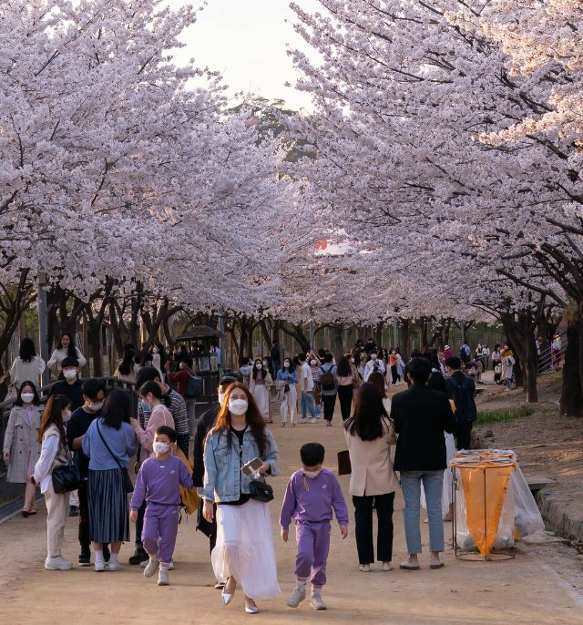 Profiter du hanami en France : on découvre !