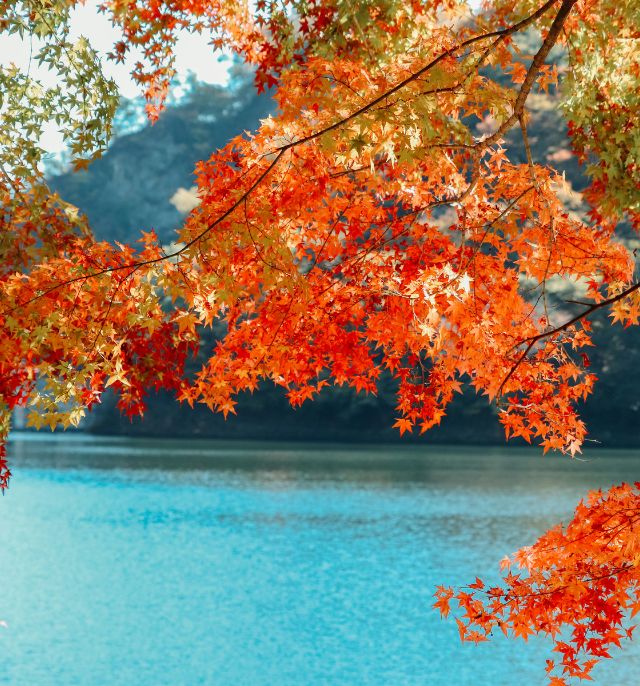 L’automne au Japon : la période des momijis et des ginkgos