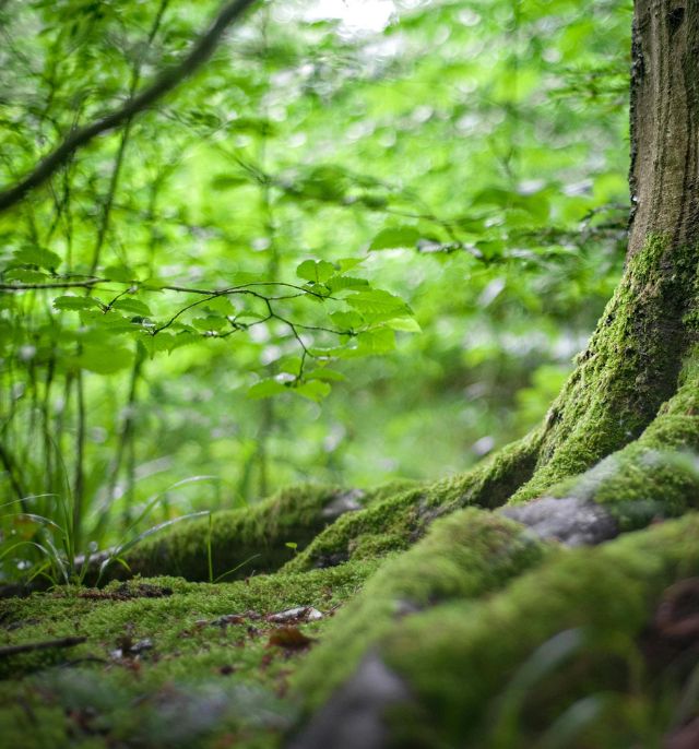 Le mode de vie anti-inflammatoire japonais : secrets pour une santé optimale